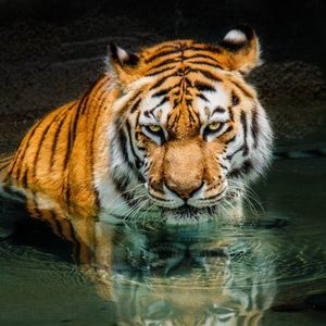 Meet your Posher, Booga